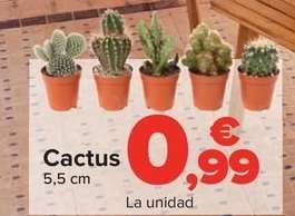 thumbnail - Cactus