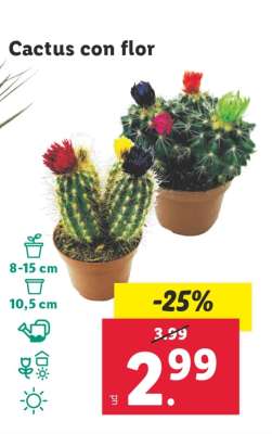 Cactus con flor