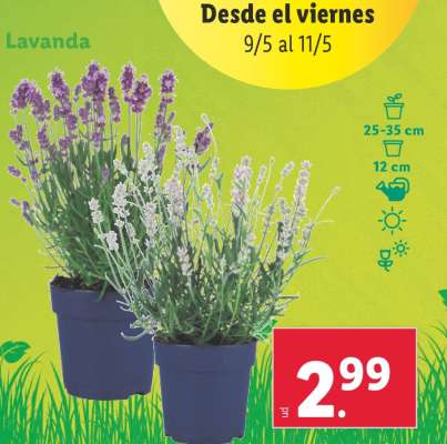 Lavanda