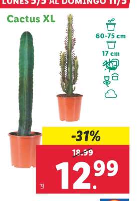 Cactus XL