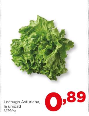 Lechuga asturiana